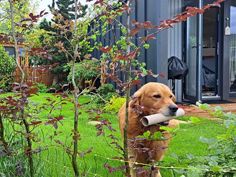 Tinyhouse Louisa mit Hund